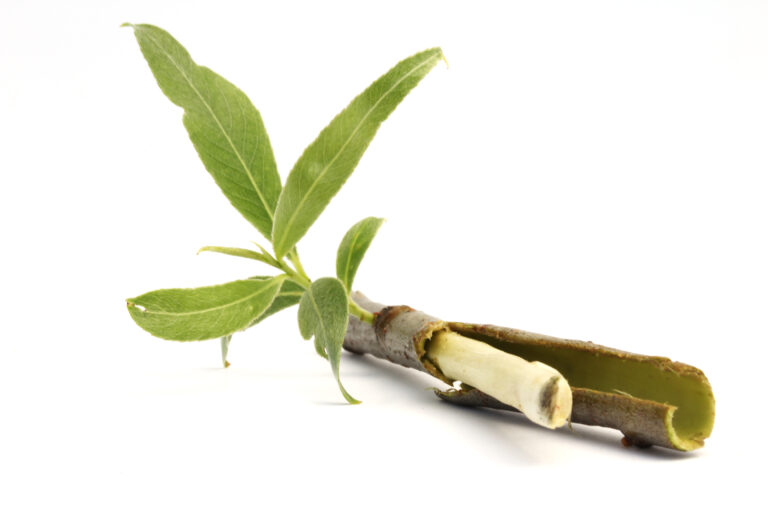 Salix Alba (Willow) Bark Extract - AMBITCHOUS: Body. Mind. Spirit.